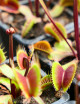 Dionaea muscipula Clayton's Volcanic Red Carnivorous plant - Venus flytrap