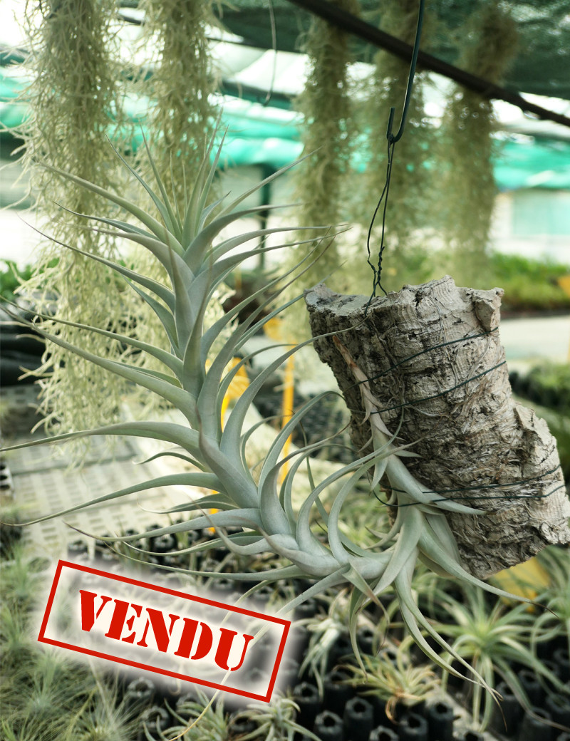 Tillandsia abdida - Fixé