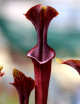 Carnivorous plants Sarracenia alata x flava red lip giant