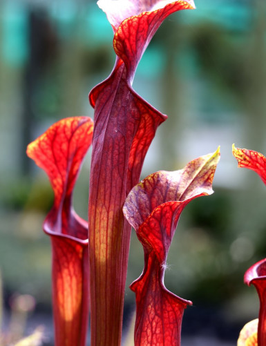 Carnivorous plants Sarracenia alata x flava red lip giant