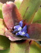 Plante terrarium Neoregelia schultesiana 'Hawaii'