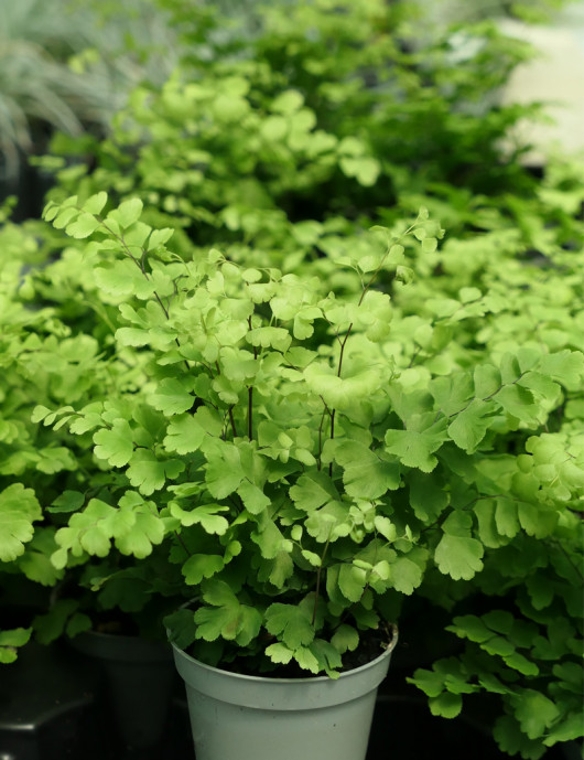 Terrarium plants Adiantum raddianus Fritz Luthi