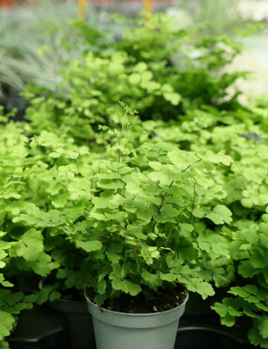 Terrarium plants Adiantum raddianus Fritz Luthi