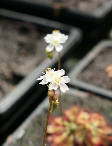Drosera spatulata var. carnivorous plant