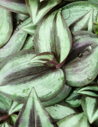 Plantes terrariums Tradescantia zebrina pourpre