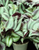 Plantes terrariums Tradescantia zebrina pourpre