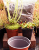 Kit Dionaea Giant and Drosera Filiformis