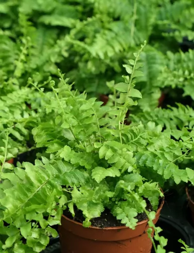 Plantes terrariums Nephrolepis exaltata
