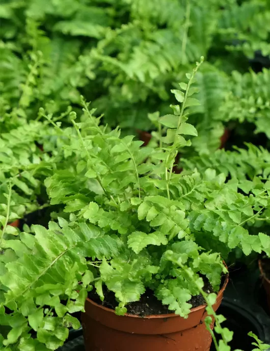 Plantes terrariums Nephrolepis exaltata