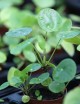 Plantes terrariums Pilea peperomioides - Mini-mottes