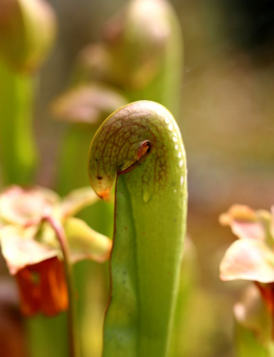 Carnivorous plant Sarracenia minor large