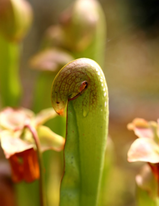 Carnivorous plant Sarracenia minor large