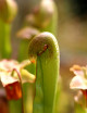 Plante carnivore Sarracenia minor large