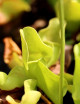 Carnivorous plants Sarracenia purpurea venosa "all green"