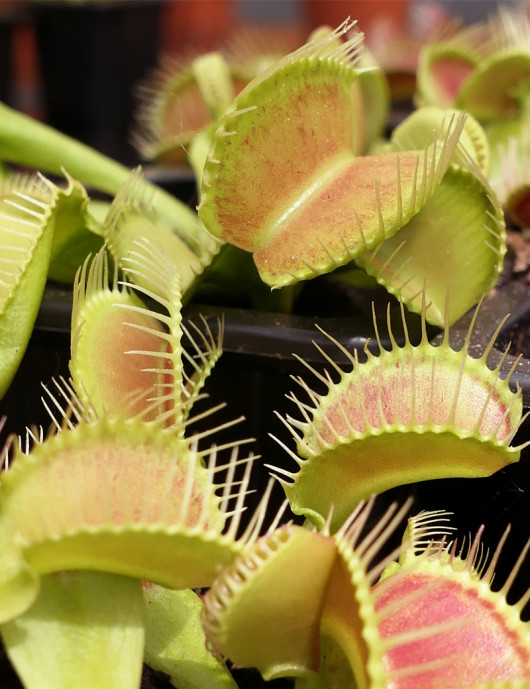Dionaea Crocodile Carnivorous plant - Venus flytrap