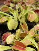 Dionaea Crocodile Carnivorous plant - Venus flytrap