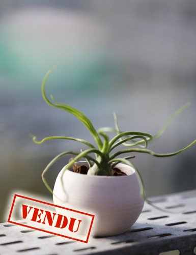 Bulbosa présenté N°3