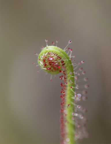 Drosera filiformis Clone 2 plante carnivore