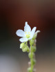 Drosera capensis blanc - 'Albino' plante carnivore