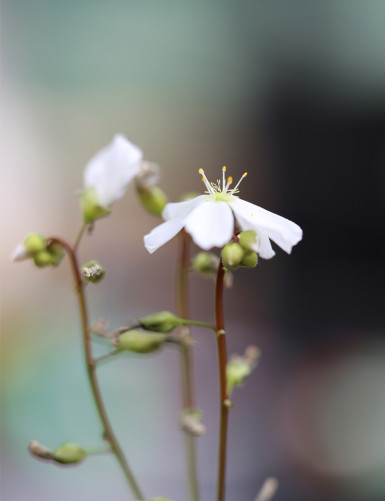 Drosera binata var. dichotoma giant form carnivorous plant