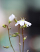 Drosera binata var. dichotoma giant form carnivorous plant