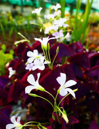 Plantes terrariums Oxalis triangularis | Trèfle pourpre