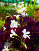 Plantes terrariums Oxalis triangularis | Trèfle pourpre