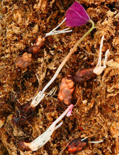 Plantes terrariums Oxalis triangularis | Trèfle pourpre
