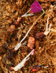 Plantes terrariums Oxalis triangularis | Trèfle pourpre