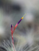Tillandsia argentea - 6 to 9 cm air plant