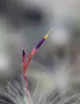 Tillandsia argentea - 6 à 9 cm fille de l'air