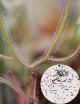 Graines de Drosera binata Mont Ruapehu Plante carnivore