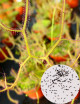 Graines de Drosera binata var. dichotoma Plante carnivore