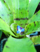 Neoregelia punctatissima terrarium plant