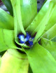 Plante terrarium Neoregelia Tigrina