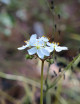 Drosera binata var. multifida carnivorous plant