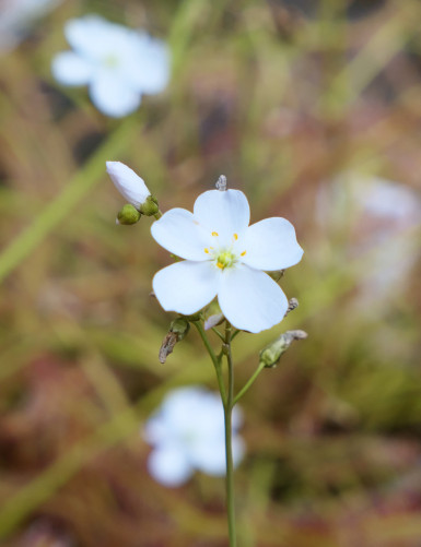 Drosera binata 'Marston Dragon' plante carnivore