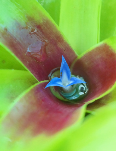 Plant terrarium Neoregelia 'Ajax'