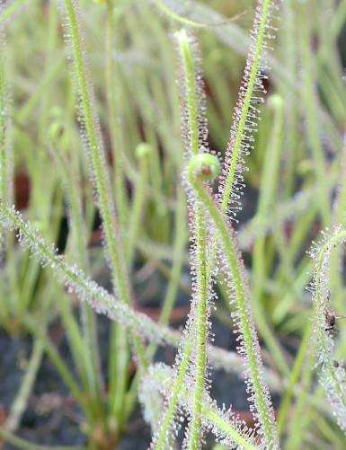 Drosera filiformis 'Florida Giant' carnivorous plant