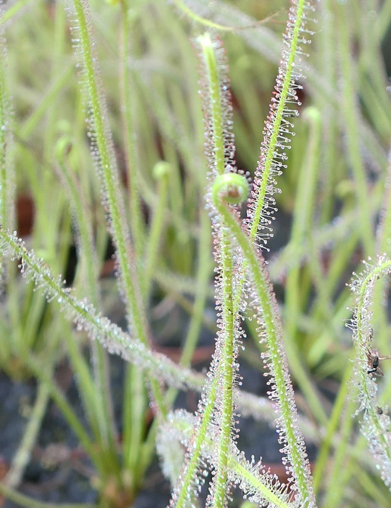 Drosera filiformis 'Florida Giant' plante carnivore