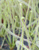 Drosera filiformis 'Florida Giant' carnivorous plant