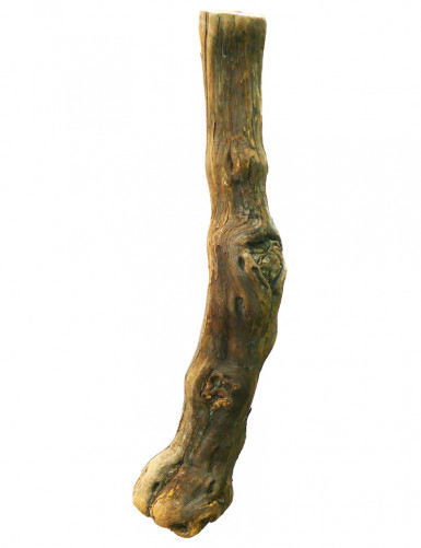 Vine stock - 40/50cm