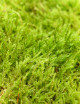 Mousse verte naturelle (Hypnum) - Plaque fine 2-3cm