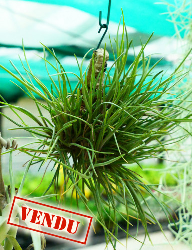 Tillandsia albertiana en touffe - Fixé