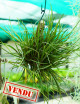 Tillandsia albertiana en touffe - Fixé