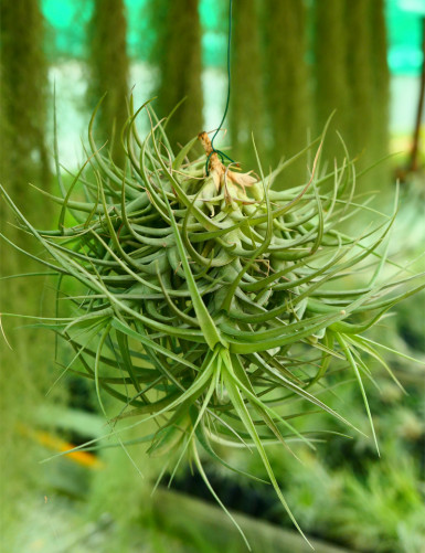 Tillandsia bergeri a tuuffe