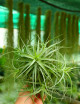 Tillandsia bergeri en touffe