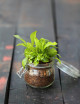 Asplenium nidus en terrarium