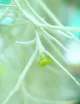 Tillandsia usneoides large argenté - 50 à 60 cm fille de l'air