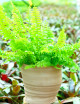 Nephrolepis exaltata - Featured